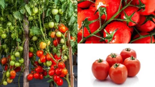 INDAM 1320 Tomato Seeds: High-Yield, Profitable Choice for Farmers INDAM 1320 Tomato Seeds: High-Yield, Profitable Choice for Farmers