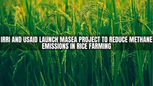 IRRI and USAID Launch MASEA Project to Reduce Methane Emissions in Rice Farming IRRI and USAID Launch MASEA Project to Reduce Methane Emissions in Rice Farming