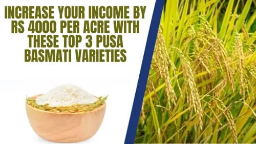 Increase Your Income by Rs 4000 per Acre with These Top 3 Pusa Basmati Varieties Increase Your Income by Rs 4000 per Acre with These Top 3 Pusa Basmati Varieties