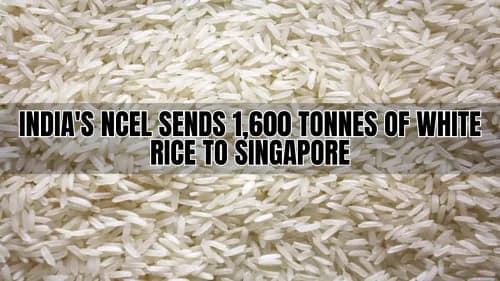 India's NCEL Sends 1,600 Tonnes of White Rice to Singapore India's NCEL Sends 1,600 Tonnes of White Rice to Singapore