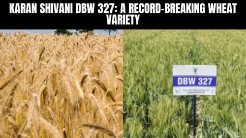 Karan Shivani DBW 327: A Record-Breaking Wheat Variety Karan Shivani DBW 327: A Record-Breaking Wheat Variety