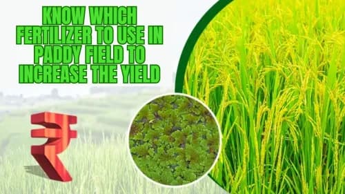 Know Which Fertilizer to use in Paddy Field to Increase the Yield Know Which Fertilizer to use in Paddy Field to Increase the Yield