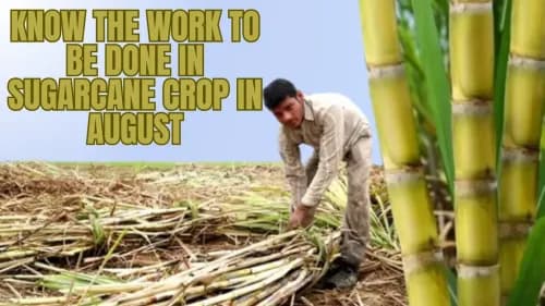 Know the Work to be Done in Sugarcane Crop in August Know the Work to be Done in Sugarcane Crop in August