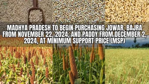 Madhya Pradesh to Begin Purchasing Jowar, Bajra from November 22, 2024, and Paddy from December 2, 2024, at Minimum Support Price (MSP) Madhya Pradesh to Begin Purchasing Jowar, Bajra from November 22, 2024, and Paddy from December 2, 2024, at Minimum Support Price (MSP)