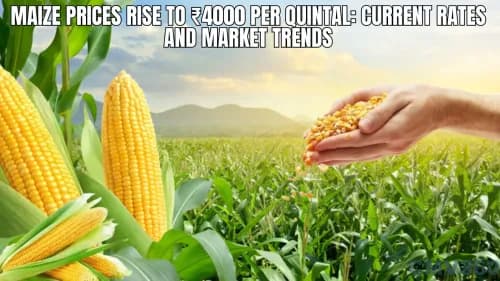 Maize Prices Rise to ₹4000 Per Quintal: Current Rates and Market Trends Maize Prices Rise to ₹4000 Per Quintal: Current Rates and Market Trends