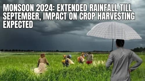 Monsoon 2024: Extended Rainfall Till September, Impact on Crop Harvesting Expected Monsoon 2024: Extended Rainfall Till September, Impact on Crop Harvesting Expected