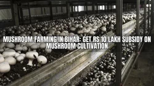 Mushroom Farming in Bihar: Get Rs 10 Lakh Subsidy on Mushroom Cultivation Mushroom Farming in Bihar: Get Rs 10 Lakh Subsidy on Mushroom Cultivation