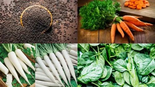 Mustard, Carrot, Radish, and Spinach: Farmers Can Do This for Better Yields Mustard, Carrot, Radish, and Spinach: Farmers Can Do This for Better Yields