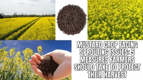 Mustard Crop Facing Sprouting Issues: 5 Measures Farmers Should Take to Protect Their Harvest Mustard Crop Facing Sprouting Issues: 5 Measures Farmers Should Take to Protect Their Harvest
