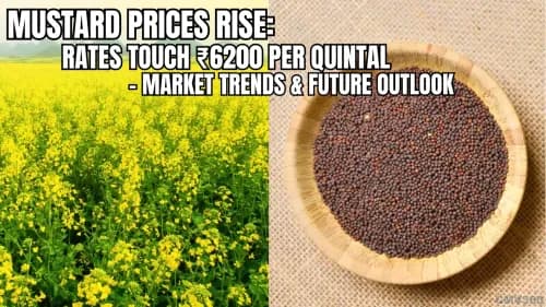 Mustard Prices Rise: Rates Touch ₹6200 Per Quintal – Market Trends & Future Outlook Mustard Prices Rise: Rates Touch ₹6200 Per Quintal – Market Trends & Future Outlook