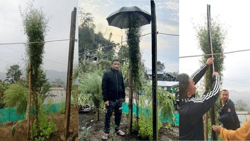 Nagaland Farmer's Remarkable Achievement: Growing World's Tallest Coriander Plant of 8.75 Feet Nagaland Farmer's Remarkable Achievement: Growing World's Tallest Coriander Plant of 8.75 Feet