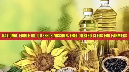 National Edible Oil-Oilseeds Mission: Free Oilseed Seeds for Farmers National Edible Oil-Oilseeds Mission: Free Oilseed Seeds for Farmers