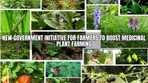 New Government Initiative for Farmers to Boost Medicinal Plant Farming New Government Initiative for Farmers to Boost Medicinal Plant Farming