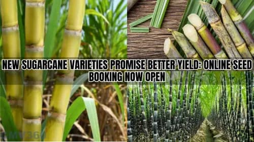 New Sugarcane Varieties Promise Better Yield: Online Seed Booking Now Open New Sugarcane Varieties Promise Better Yield: Online Seed Booking Now Open