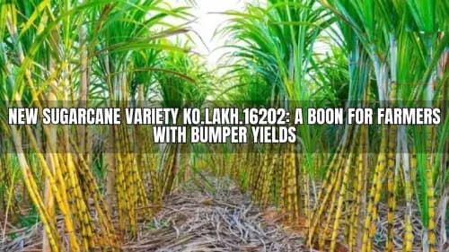 New Sugarcane Variety KO.Lakh.16202: A Boon for Farmers with Bumper Yields New Sugarcane Variety KO.Lakh.16202: A Boon for Farmers with Bumper Yields