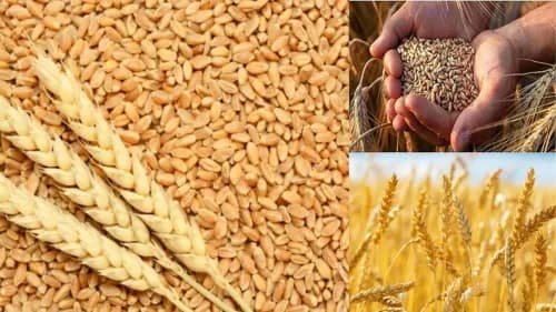 New Wheat Variety Karan Aditya DBW 332 Promises High Yield New Wheat Variety Karan Aditya DBW 332 Promises High Yield