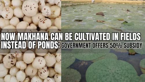 Now Makhana Can Be Cultivated in Fields Instead of Ponds: Government Offers 50% Subsidy Now Makhana Can Be Cultivated in Fields Instead of Ponds: Government Offers 50% Subsidy