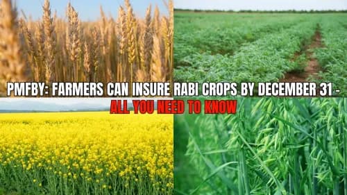 PMFBY: Farmers Can Insure Rabi Crops by December 31 – All You Need to Know PMFBY: Farmers Can Insure Rabi Crops by December 31 – All You Need to Know