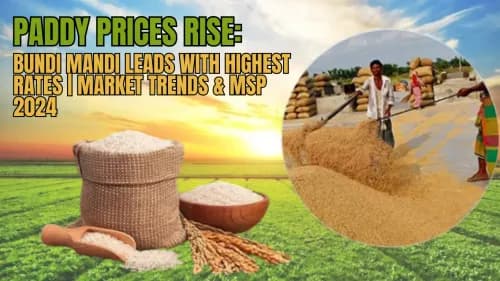 Paddy Prices Rise: Bundi Mandi Leads with Highest Rates | Market Trends & MSP 2024 Paddy Prices Rise: Bundi Mandi Leads with Highest Rates | Market Trends & MSP 2024