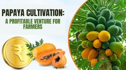 Papaya Cultivation: A Profitable Venture for Farmers Papaya Cultivation: A Profitable Venture for Farmers