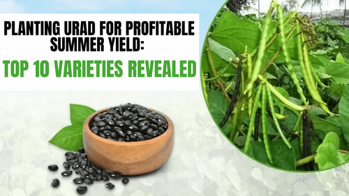 Planting Urad for Profitable Summer Yield: Top 10 Varieties Revealed Planting Urad for Profitable Summer Yield: Top 10 Varieties Revealed