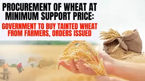 Procurement of Wheat at Minimum Support Price: Government to Buy Tainted Wheat from Farmers, Orders Issued Procurement of Wheat at Minimum Support Price: Government to Buy Tainted Wheat from Farmers, Orders Issued