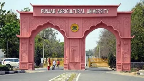 Punjab Agricultural University Ensures Abundance of Quality Seeds for Farmer’s Kharif Season Punjab Agricultural University Ensures Abundance of Quality Seeds for Farmer’s Kharif Season