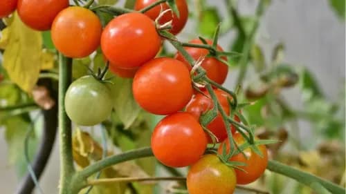 Pusa Tomato Hybrid 6: High-Yielding & Disease-Resistant Variety for Farmers Pusa Tomato Hybrid 6: High-Yielding & Disease-Resistant Variety for Farmers