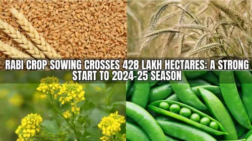 Rabi Crop Sowing Crosses 428 Lakh Hectares: A Strong Start to 2024-25 Season Rabi Crop Sowing Crosses 428 Lakh Hectares: A Strong Start to 2024-25 Season