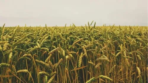 Rabi Crop Sowing Crosses 632 Lakh Hectares; MSP Hikes Announced for 2025-26 Rabi Crop Sowing Crosses 632 Lakh Hectares; MSP Hikes Announced for 2025-26
