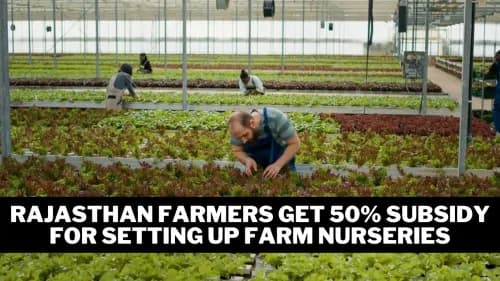 Rajasthan Farmers Get 50% Subsidy for Setting Up Farm Nurseries Rajasthan Farmers Get 50% Subsidy for Setting Up Farm Nurseries