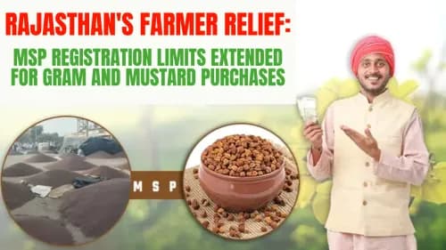 Rajasthan's Farmer Relief: MSP Registration Limits Extended for Gram and Mustard Purchases Rajasthan's Farmer Relief: MSP Registration Limits Extended for Gram and Mustard Purchases