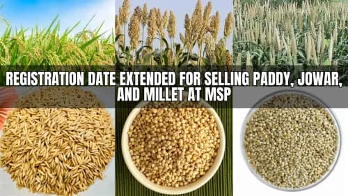 Registration Date Extended for Selling Paddy, Jowar, and Millet at MSP MSP Registration Extended: Sell Paddy, Jowar, and Millet till Oct 14