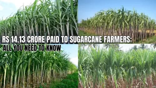 Rs 14.13 Crore Paid to Sugarcane Farmers: All You Need to Know Rs 14.13 Crore Paid to Sugarcane Farmers: All You Need to Know
