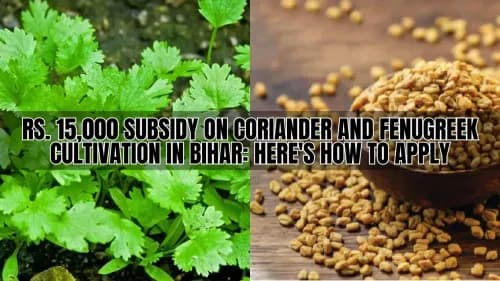 Rs. 15,000 Subsidy on Coriander and Fenugreek Cultivation in Bihar: Here's How to Apply Rs. 15,000 Subsidy on Coriander and Fenugreek Cultivation in Bihar: Here's How to Apply