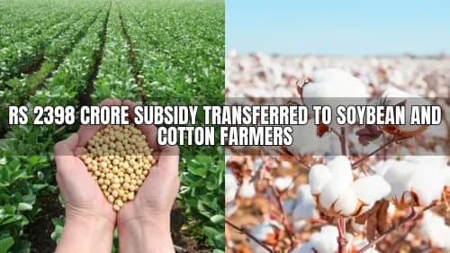 Rs 2398 Crore Subsidy Transferred to Soybean and Cotton Farmers Rs 2398 Crore Subsidy Transferred to Soybean and Cotton Farmers