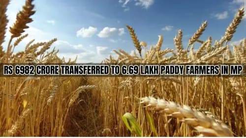 Rs 6982 Crore Transferred to 6.69 Lakh Paddy Farmers in MP Rs 6982 Crore Transferred to 6.69 Lakh Paddy Farmers in MP