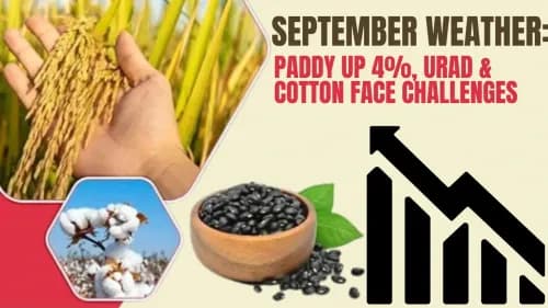 September Weather: Paddy Up 4%, Urad & Cotton Face Challenges September Weather: Paddy Up 4%, Urad & Cotton Face Challenges