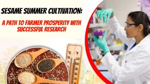 Sesame Summer Cultivation: A Path to Farmer Prosperity with Successful Research Sesame Summer Cultivation: A Path to Farmer Prosperity with Successful Research