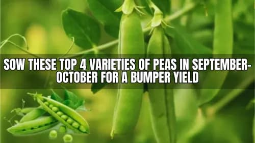 Sow These Top 4 Varieties of Peas in September-October for a Bumper Yield Sow These Top 4 Varieties of Peas in September-October for a Bumper Yield