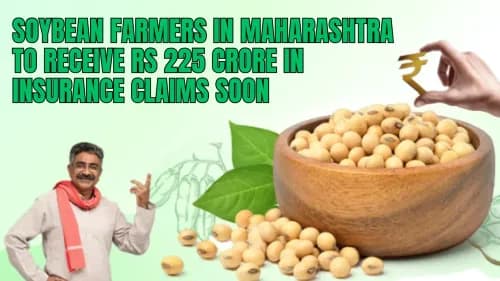 Soybean Farmers in Maharashtra to Receive Rs 225 Crore in Insurance Claims Soon Soybean Farmers in Maharashtra to Receive Rs 225 Crore in Insurance Claims Soon