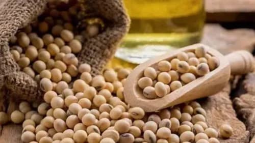 Soybean Purchase at MSP Till December 31 in Madhya Pradesh with New Token System Soybean Purchase at MSP Till December 31 in Madhya Pradesh with New Token System