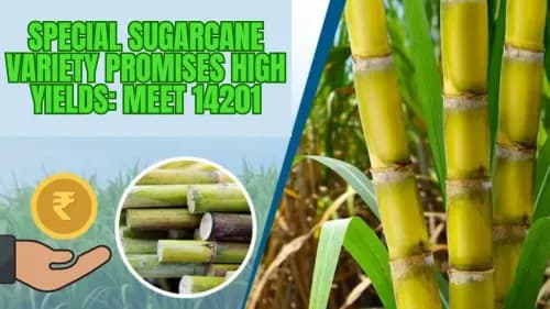 Special Sugarcane Variety Promises High Yields: Meet 14201 Special Sugarcane Variety Promises High Yields: Meet 14201
