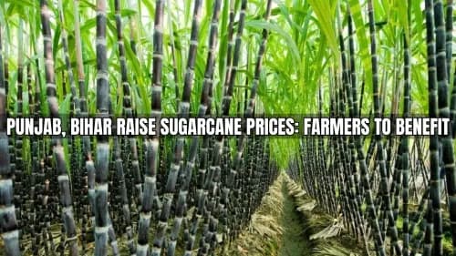 State Governments Such as Punjab and Bihar Increase Sugarcane Prices: Farmers to Benefit State Governments Such as Punjab and Bihar Increase Sugarcane Prices: Farmers to Benefit