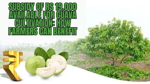 Subsidy of Rs 19,000 Available for Guava Cultivation: How Farmers Can Benefit Subsidy of Rs 19,000 Available for Guava Cultivation: How Farmers Can Benefit
