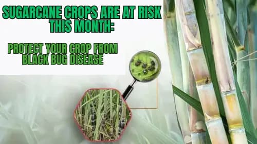 Sugarcane Crops are at Risk this Month: Protect Your Crop from Black Bug Disease Sugarcane Crops are at Risk this Month: Protect Your Crop from Black Bug Disease