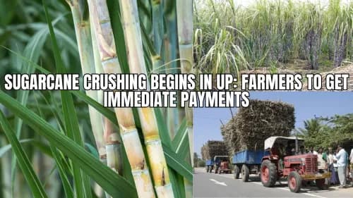 Sugarcane Crushing Begins in UP: Farmers to Get Immediate Payments Sugarcane Crushing Begins in UP: Farmers to Get Immediate Payments
