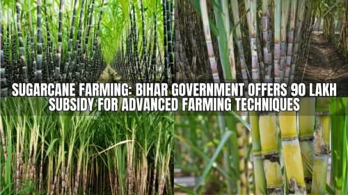 Sugarcane Farming: Bihar Government Offers 90 Lakh Subsidy for Advanced Farming Techniques Sugarcane Farming: Bihar Government Offers 90 Lakh Subsidy for Advanced Farming Techniques