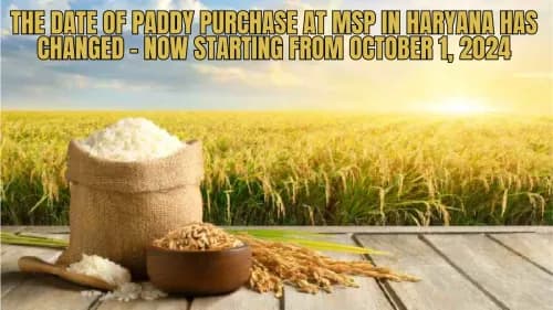 The Date of Paddy Purchase at MSP in Haryana Has Changed – Now Starting from October 1, 2024 The Date of Paddy Purchase at MSP in Haryana Has Changed – Now Starting from October 1, 2024