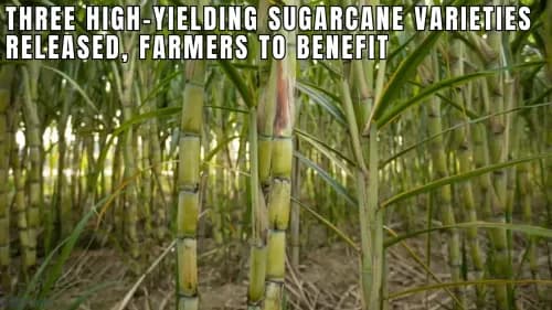 Three High-Yielding Sugarcane Varieties Released, Farmers to Benefit Three High-Yielding Sugarcane Varieties Released, Farmers to Benefit